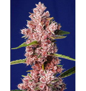 Sweet Seeds | Semi Tropicanna Poison F1 Fast...