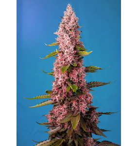 Sweet Seeds | Semi Red Hot Cookies |...