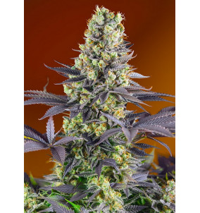 Sweet Seeds | Semi Sweet Zenzation (ex Sweet...