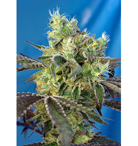 Sweet Seeds | Semi Do-Sweet-Dos | Femminizzati...