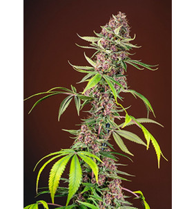 Sweet Seeds | Semi Red Mandarine F1 Fast...