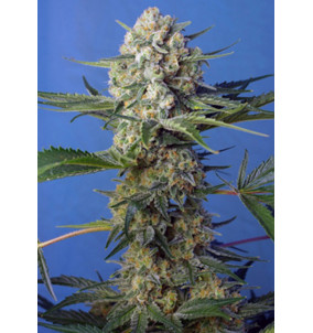 Sweet Seeds | Semi Crystal Candy F1 Fast...