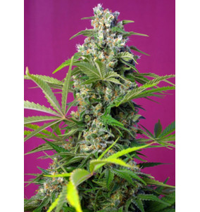 Sweet Seeds | Semi Gorilla Girl | Femminizzati...