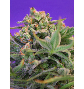 Sweet Seeds | Semi Sweet Cheese Femminizzati...