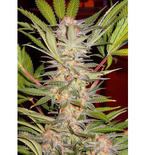 Sweet Seeds | Semi S.A.D. Sweet Afgani...