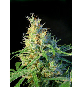 Sweet Seeds | Semi Psicodelicia | Femminizzati...