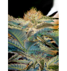 Sweet Seeds | Semi Mohan Ram | Femminizzati Fem...