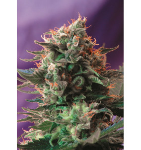 Sweet Seeds | Semi Jack 47 | Femminizzati Fem |...