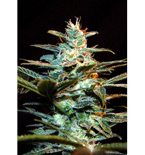 Sweet Seeds | Semi NYC Diesel (EX Ice Cool) |...