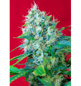 Sweet Seeds | Semi Green Poison | Femminizzati...