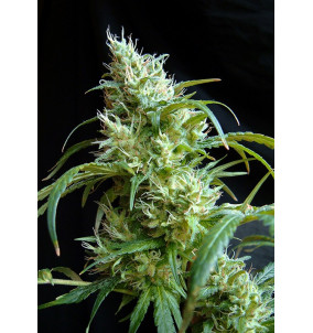 Sweet Seeds | Semi Flash...