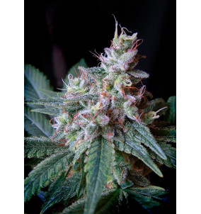 Sweet Seeds | Semi Cream Caramel F1 | Fast...