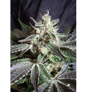 Sweet Seeds | Semi Black Jack | Femminizzati...