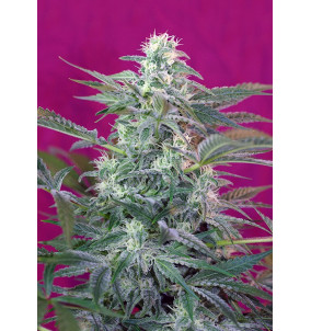 Sweet Seeds | Semi Big Foot...
