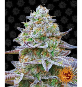 Barney's Farm | Semi Gorilla Zkittlez...