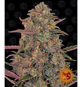 Barney's Farm | Semi Pineapple Chunk...