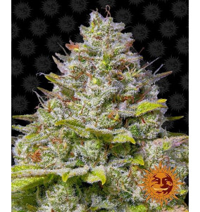 Barney's Farm | Semi Blue Gelato 41...