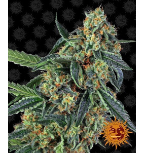 Barney's Farm | Semi Cookies Kush Femminizzati...