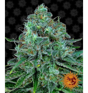 Barney's Farm | Semi Critical Kush Femminizzati...