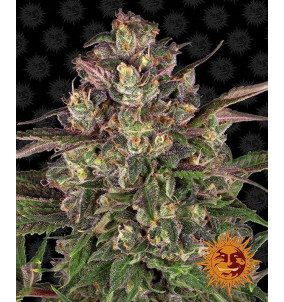 Barney's Farm | Semi Peyote Critical...