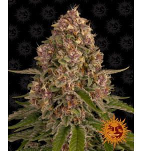Barney's Farm | Semi Pink Kush Femminizzati Fem...