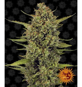 Barney's Farm | Semi Acapulco Gold Femminizzati...