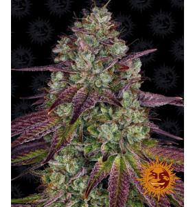Barney's Farm | Semi Mimosa Evo Femminizzati...