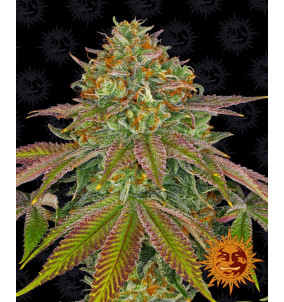 Barney's Farm | Semi Wedding Cake Femminizzati...