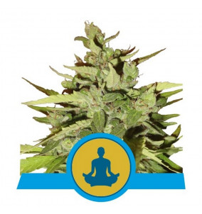 Royal Queen Seeds | Semi...