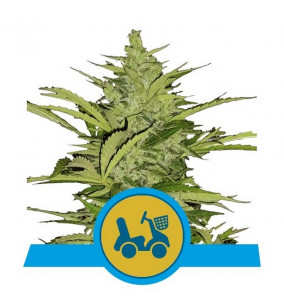 Royal Queen Seeds | Semi...