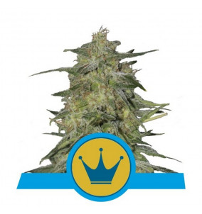 Royal Queen Seeds | Semi...