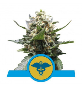 Royal Queen Seeds | Semi...