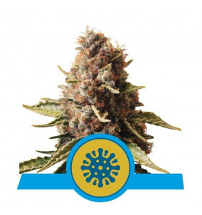 Royal Queen Seeds | Semi...