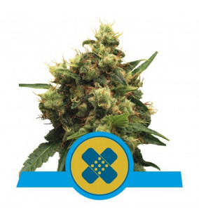 Royal Queen Seeds | Semi...