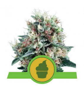 Royal Queen Seeds | Semi...