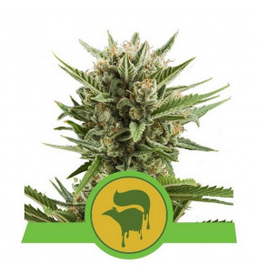 Royal Queen Seeds | Semi...