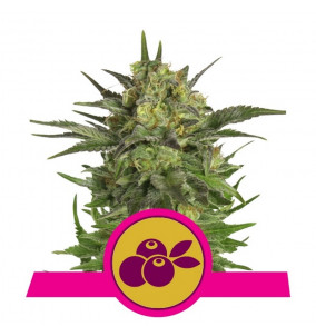 Royal queen Seeds | Semi...