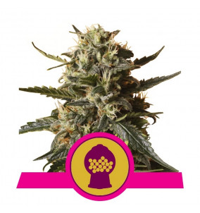 Royal Queen Seeds | Semi...