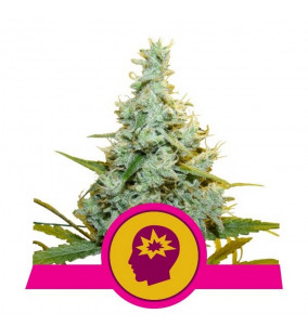 Royal Queen Seeds | Semi...