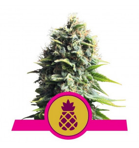 Royal Queen Seeds | Semi...