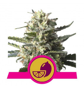 Royal Queen Seeds | Semi...