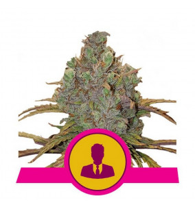 Royal Queen Seeds | Semi El...