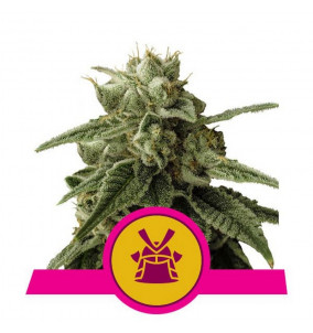 Royal Queen Seeds | Semi...