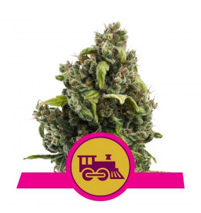 Royal Queen Seeds | Semi...