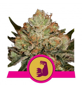 Royal Queen Seeds | Semi...