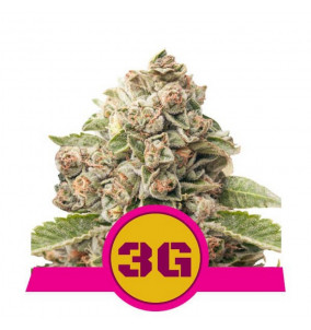 Royal Queen Seeds | Semi...