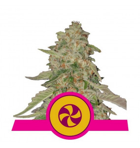 Royal Queen Seeds | Semi...