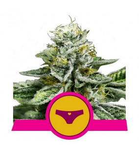 Royal Queen Seeds | Semi...