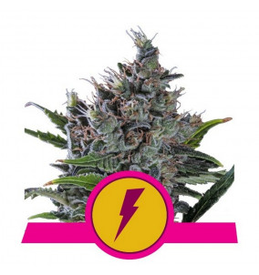 Royal Queen Seeds | North...