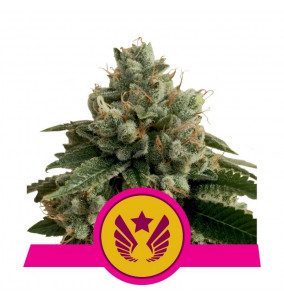 Royal Queen Seeds | Semi...